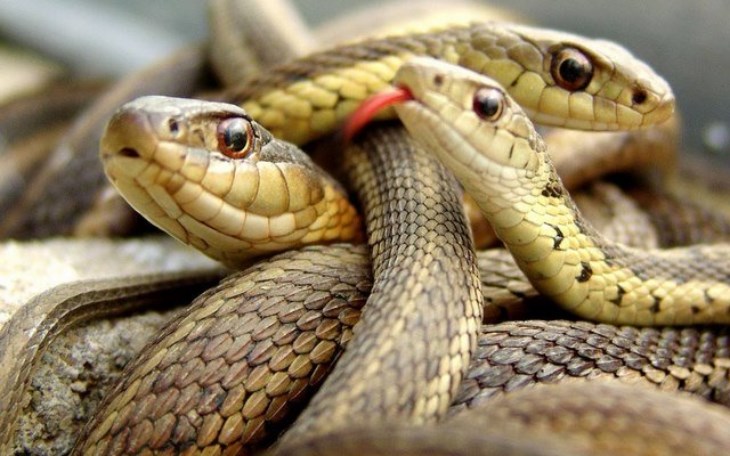Nằm mơ thấy rắn là điềm tốt hay xấu?